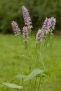 Stachys