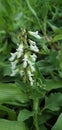 Stachys annua green leaf white flower Royalty Free Stock Photo
