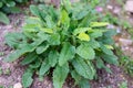 Stachys bentham grass