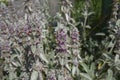 Stachys byzantina close up Royalty Free Stock Photo