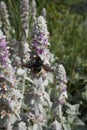 Stachys byzantina close up with Xylocopa violacea Royalty Free Stock Photo