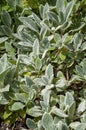 Fuzzy silvery leaves of stachys byzantina known as lamb`s-ear Royalty Free Stock Photo