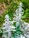 Stachys byzantina, the lamb`s-ear, or woolly hedgenettle Royalty Free Stock Photo