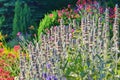 Stachys byzantina (Lamb\'s Ears) flower in the summer garden