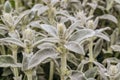 Stachys byzantina leaves close-up