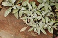 Stachys byzantine - small pale blue leaves lie on the sandstone.