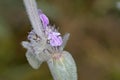 Stachys cretica, Crete