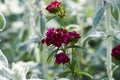 Stachys fuzzy or stahis in the green grass in the sun Royalty Free Stock Photo