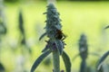 Stachys fuzzy or stahis in the green grass in the sun Royalty Free Stock Photo