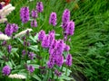 Mallow 40 cm high tufts with fresh green leaves with serrated edge. Upright flower shoots bloom from June to August. The flowers