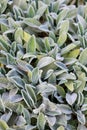 Stachys lanata, stachys olympica or young leaves of lamb`s ear plants. Natural background. Vertical photo Royalty Free Stock Photo