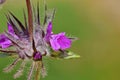 Stachys lavandulifolia, wood betony or pink cotton lamb`s ear flower