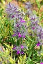 Stachys lavandulifolia, wood betony or pink cotton lamb`s ear flower