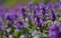 Stachys Macrantha Robusta - woundwort , medicinal plant used to stop bleeding wounds, growing in the herbal garden