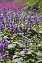 Stachys Macrantha Robusta - woundwort , medicinal plant used to stop bleeding wounds, growing in the herbal garden