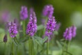 Stachys monnieri flowers