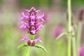 Stachys officinalis Royalty Free Stock Photo
