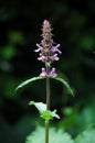 Stachys palustris