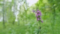 Stachys palustris, commonly known as marsh woundwort. Purple flowers on a green meadow in sunlight. Close up.