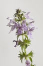 Stachys palustris flowers Royalty Free Stock Photo