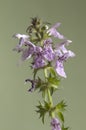 Stachys palustris flowers Royalty Free Stock Photo