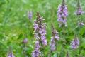 Stachys palustris grows among grasses in nature Royalty Free Stock Photo