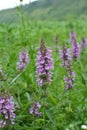 Stachys palustris grows among grasses in nature Royalty Free Stock Photo