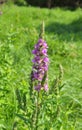 Stachys palustris grows among grasses in nature Royalty Free Stock Photo