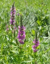 Stachys palustris grows among grasses in nature Royalty Free Stock Photo