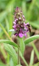 Stachys palustris grows among grasses in nature Royalty Free Stock Photo