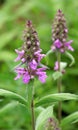 Stachys palustris grows among grasses in nature Royalty Free Stock Photo