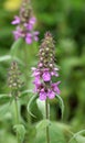 Stachys palustris grows among grasses in nature Royalty Free Stock Photo