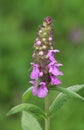 Stachys palustris grows among grasses in nature Royalty Free Stock Photo