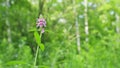 Stachys palustris grows among grasses in wild. Barsh woundwort or marsh hedgenettle and hedge nettle. Wide shot.