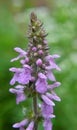 Stachys palustris grows among grasses in nature Royalty Free Stock Photo