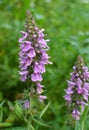 Stachys palustris grows among grasses in nature Royalty Free Stock Photo