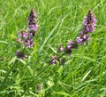 Stachys palustris grows among grasses in nature Royalty Free Stock Photo