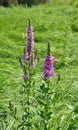 Stachys palustris grows among grasses in nature Royalty Free Stock Photo