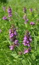 Stachys palustris grows among grasses in nature Royalty Free Stock Photo