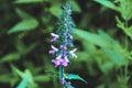 Stachys palustris grows among grasses in the wild