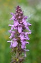 Stachys palustris grows among grasses in nature Royalty Free Stock Photo