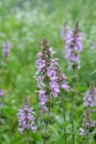 Stachys palustris grows among grasses in nature Royalty Free Stock Photo