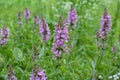 Stachys palustris grows among grasses in nature