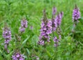 Stachys palustris grows among grasses in nature Royalty Free Stock Photo