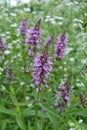 Stachys palustris grows among grasses in nature Royalty Free Stock Photo