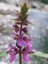 Stachys palustris Royalty Free Stock Photo