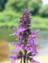 Stachys palustris Royalty Free Stock Photo