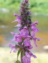 Stachys palustris Royalty Free Stock Photo