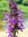 Stachys palustris Royalty Free Stock Photo