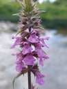 Stachys palustris Royalty Free Stock Photo